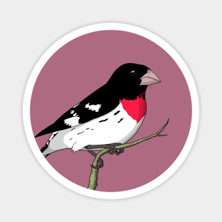 Rose-breasted Grosbeak Magnet